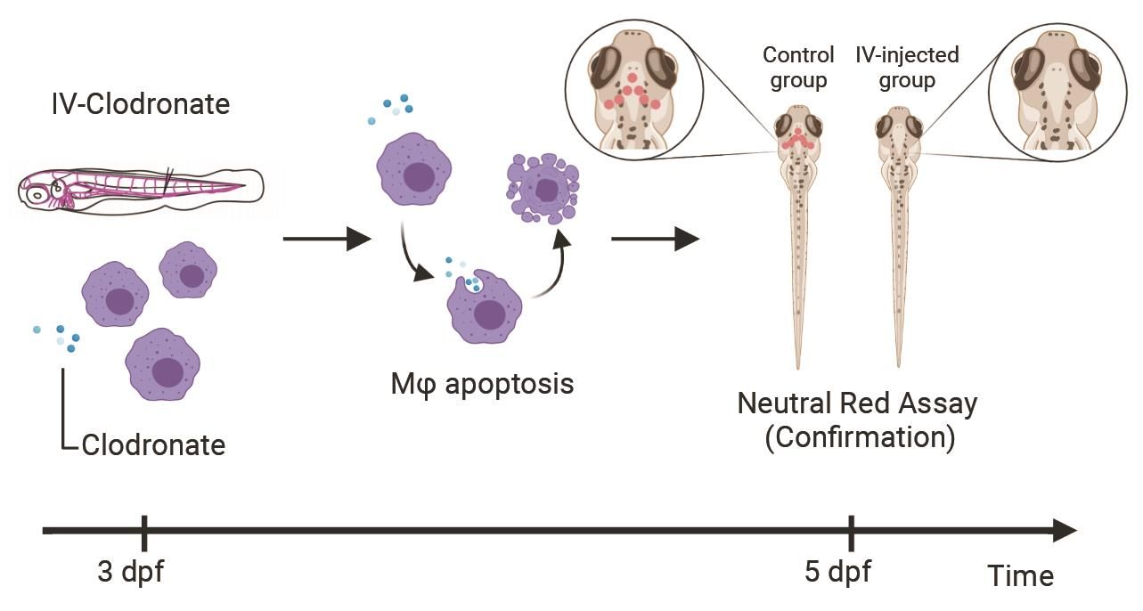 Bio-Protocol-Liposomal Clodronate-mediated Macrophage Depletion in the Zebrafish Model