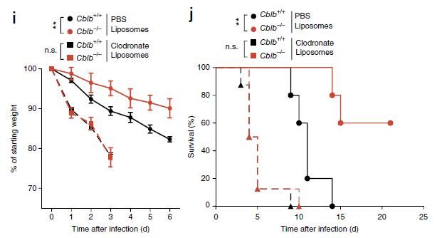 NM-inhibition of CBLB-results