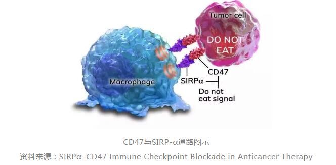 CD47-Macrophages