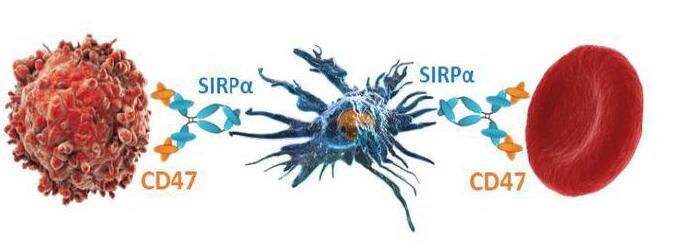 CD47-SIRP-Red cells